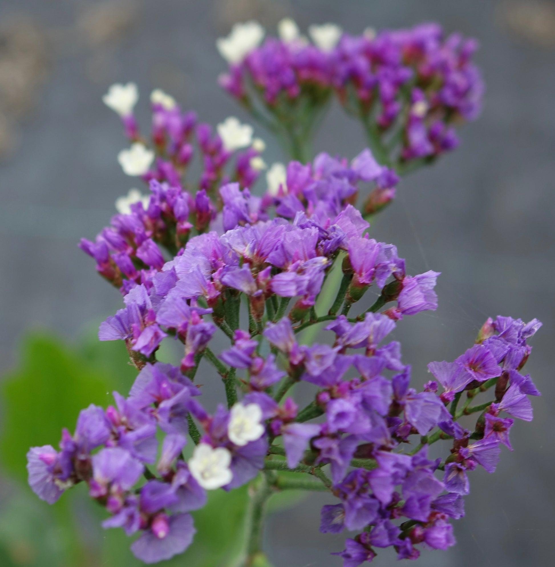 Limonium 'salt Lake' - View 6 from www redcrocus com