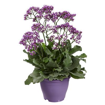 Limonium 'salt Lake' - View 7 from www redcrocus com