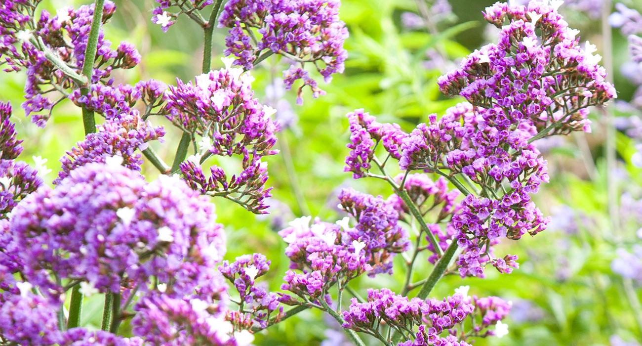 Limonium 'salt Lake' - View 9 from www redcrocus com