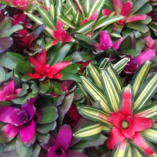 Bromeliad Neoregelia Assorted - View 1 from www redcrocus com