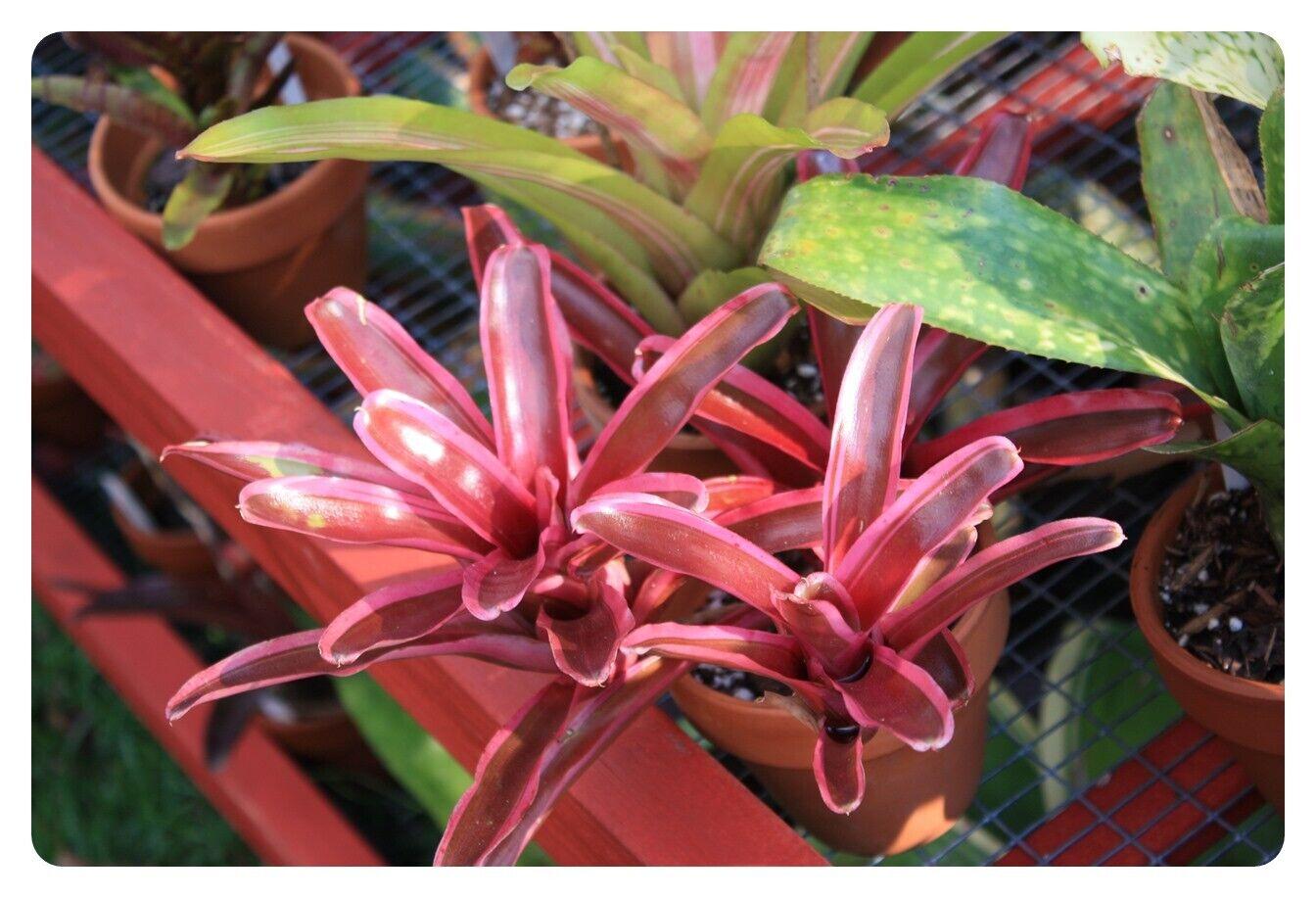 Bromeliad Neoregelia Assorted - View 9 from www redcrocus com