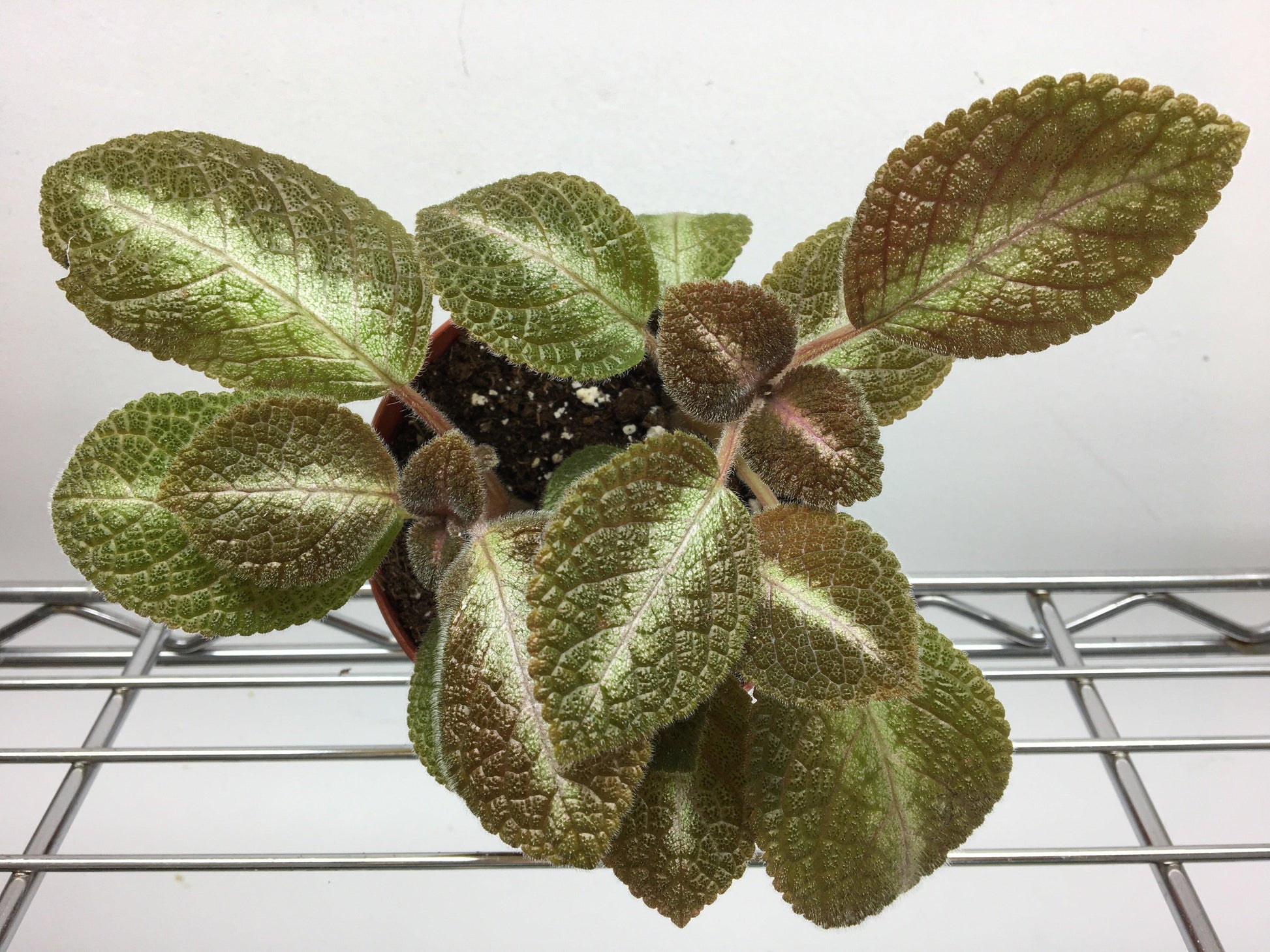 Episcia, Assorted - View 16 from www redcrocus com