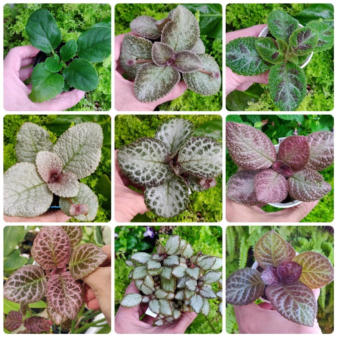 Episcia, Assorted - View 4 from www redcrocus com