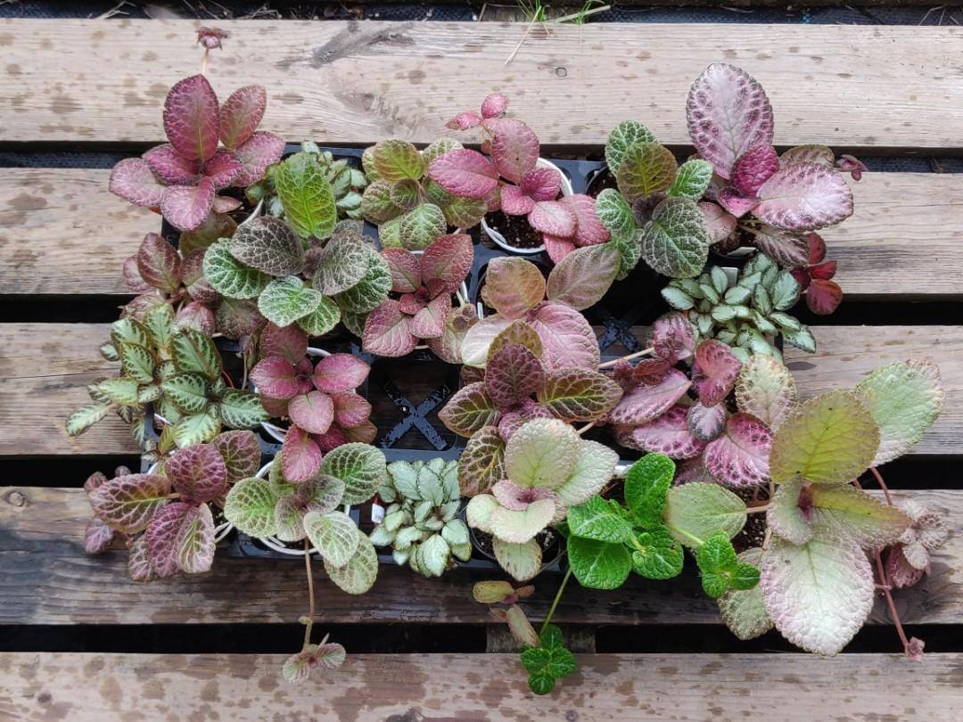 Episcia, Assorted - View 9 from www redcrocus com
