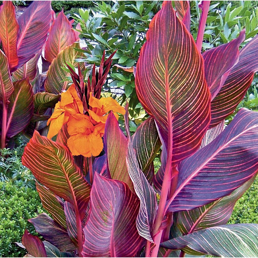 Canna 'tropicanna Red' - View 12 from www redcrocus com