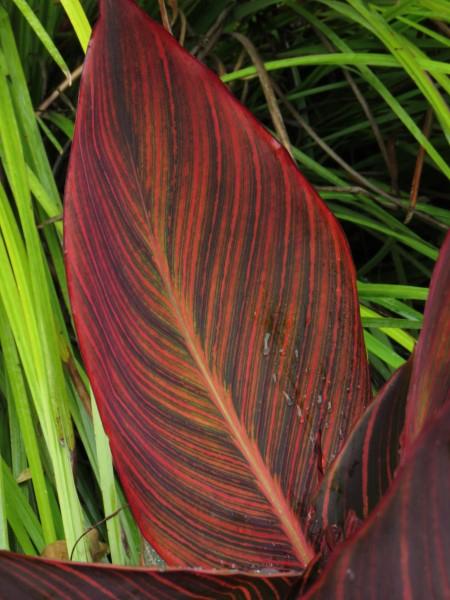 Canna 'tropicanna Red' - View 14 from www redcrocus com