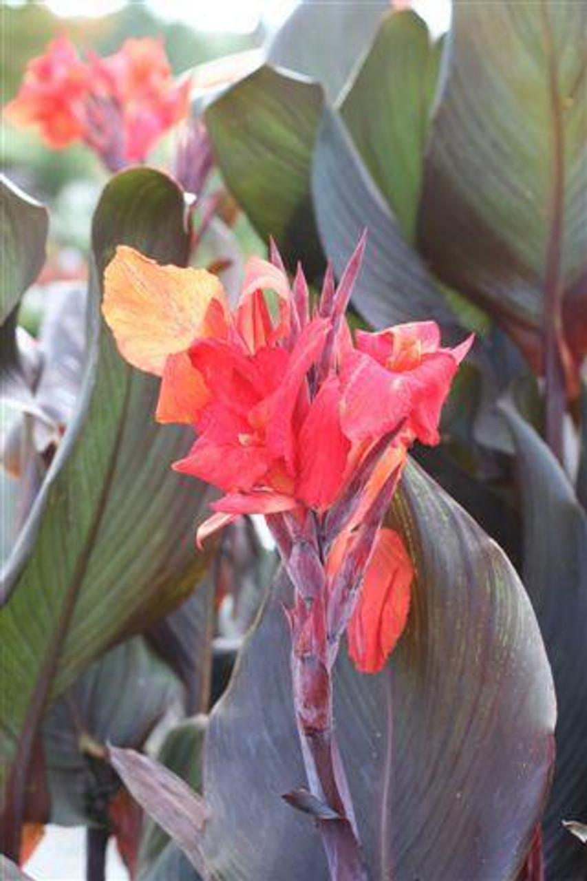 Canna 'tropicanna Red' - View 16 from www redcrocus com