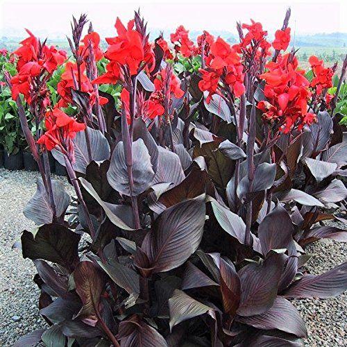 Canna 'tropicanna Red' - View 18 from www redcrocus com