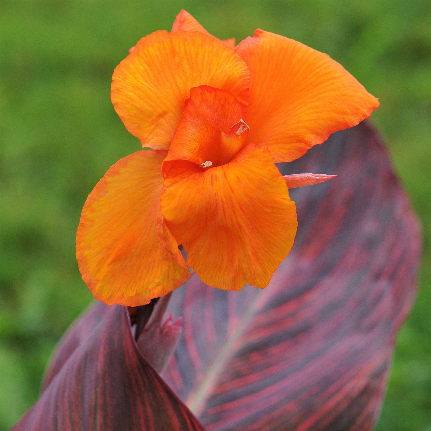 Canna 'tropicanna Red' - View 19 from www redcrocus com