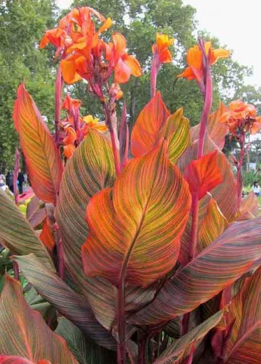 Canna 'tropicanna Red' - View 1 from www redcrocus com