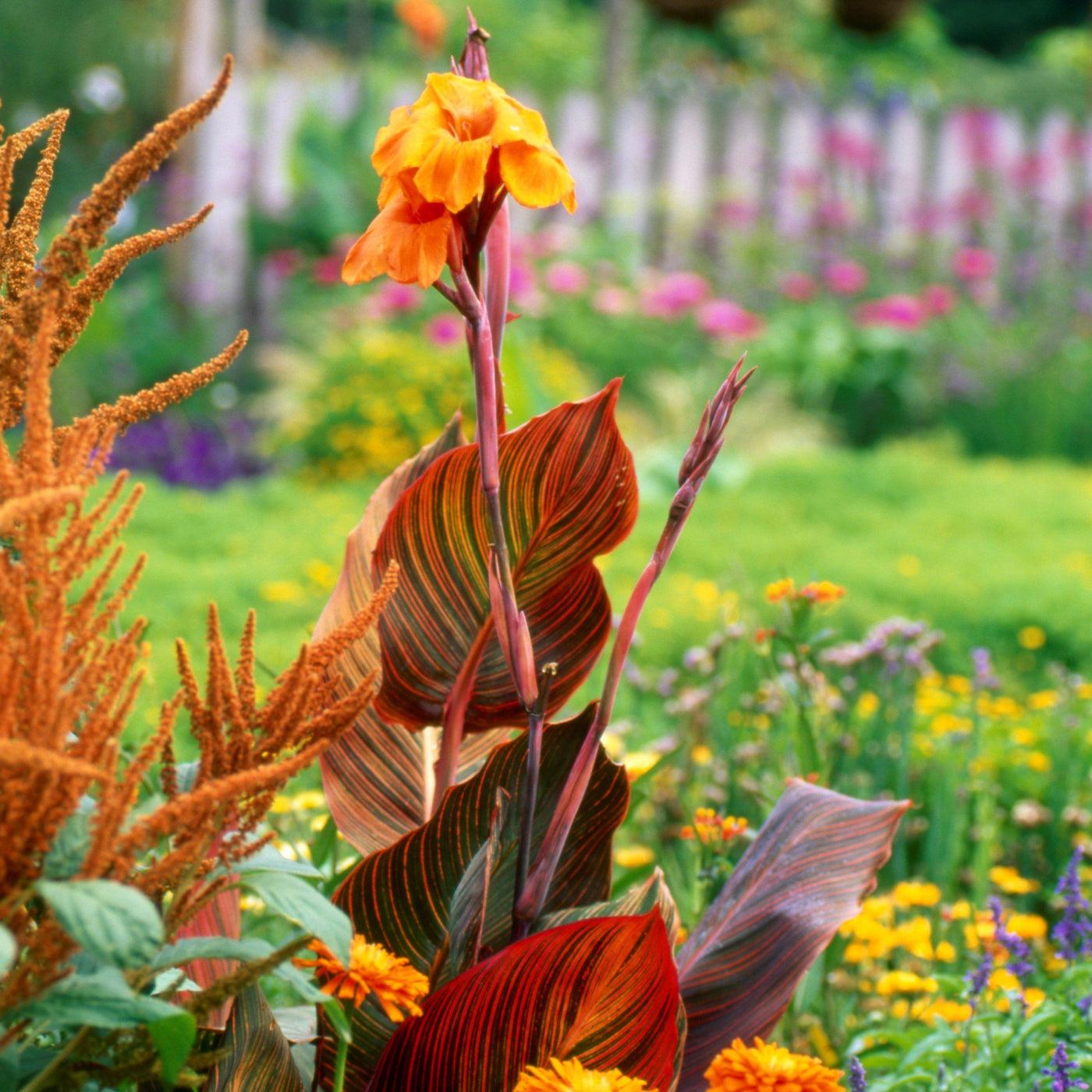 Canna 'tropicanna Red' - View 20 from www redcrocus com
