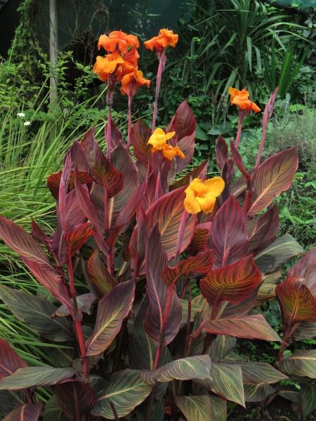 Canna 'tropicanna Red' - View 2 from www redcrocus com