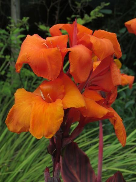 Canna 'tropicanna Red' - View 3 from www redcrocus com