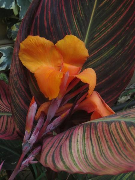 Canna 'tropicanna Red' - View 4 from www redcrocus com