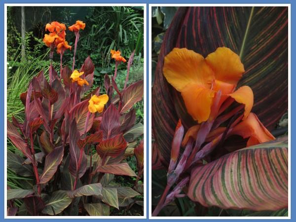 Canna 'tropicanna Red' - View 5 from www redcrocus com