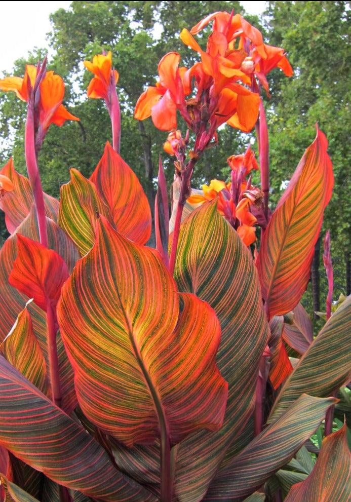 Canna 'tropicanna Red' - View 7 from www redcrocus com
