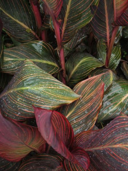 Canna 'tropicanna Red' - View 8 from www redcrocus com