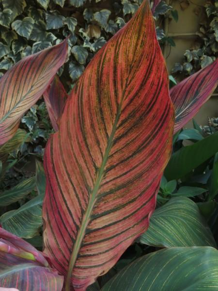 Canna 'tropicanna Red' - View 9 from www redcrocus com