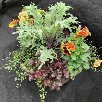 Fall Combo Fiber Planter - View 1 from www redcrocus com