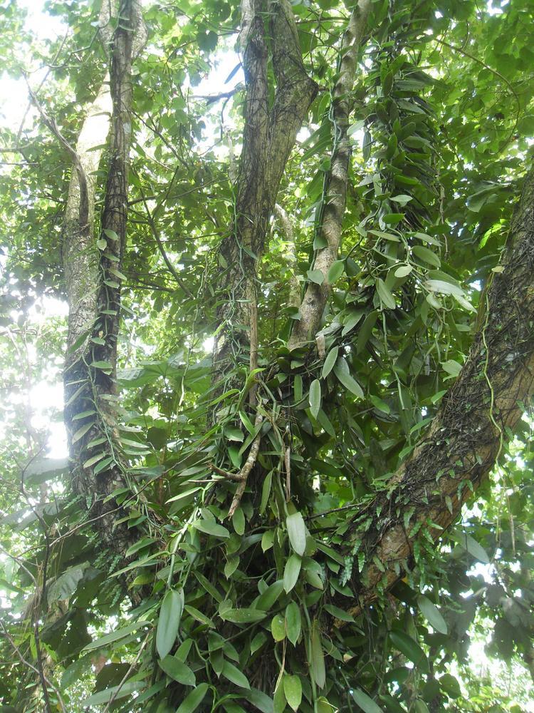 Orchid, Vanilla Planifolia - View 10 from www redcrocus com