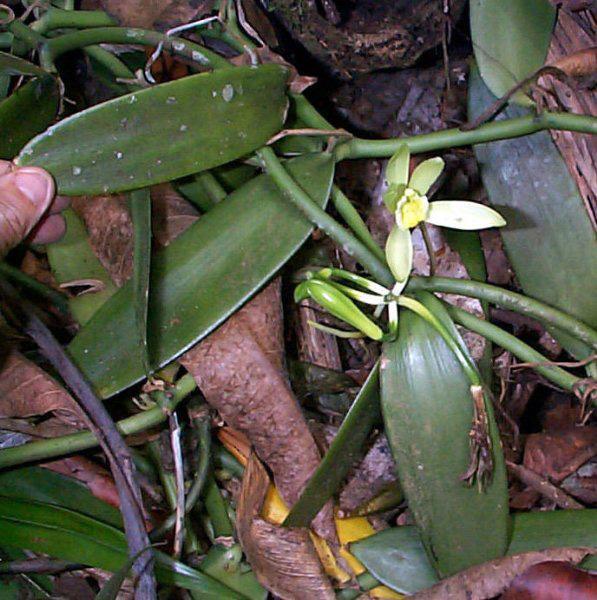 Orchid, Vanilla Planifolia - View 12 from www redcrocus com