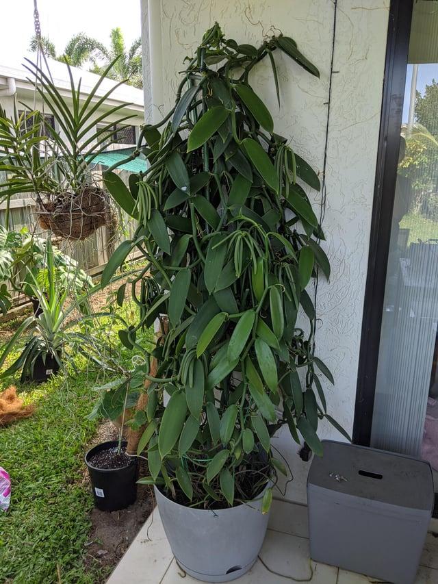 Orchid, Vanilla Planifolia - View 14 from www redcrocus com