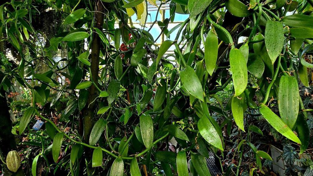 Orchid, Vanilla Planifolia - View 15 from www redcrocus com