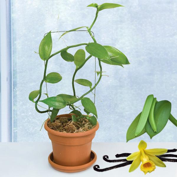 Orchid, Vanilla Planifolia - View 16 from www redcrocus com