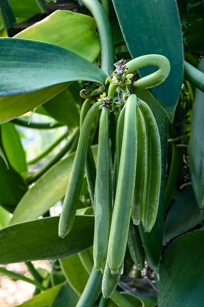 Orchid, Vanilla Planifolia - View 1 from www redcrocus com