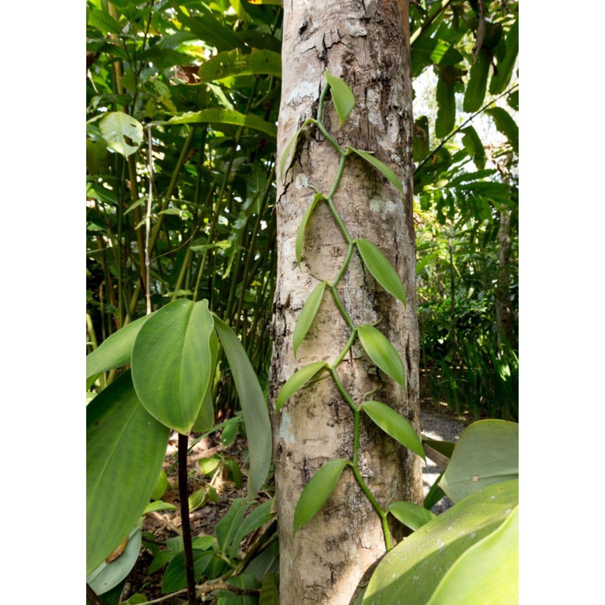 Orchid, Vanilla Planifolia - View 20 from www redcrocus com