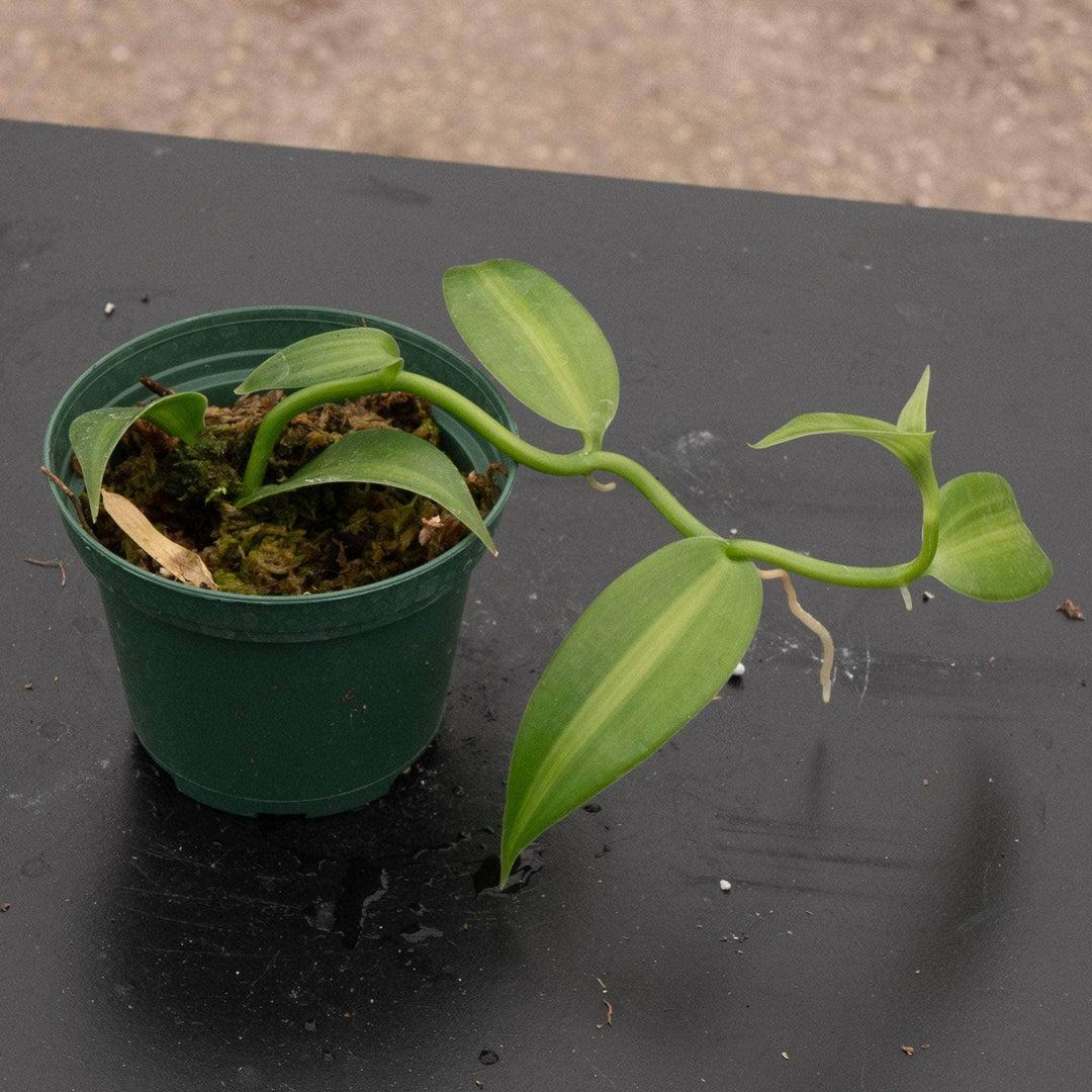 Orchid, Vanilla Planifolia - View 21 from www redcrocus com