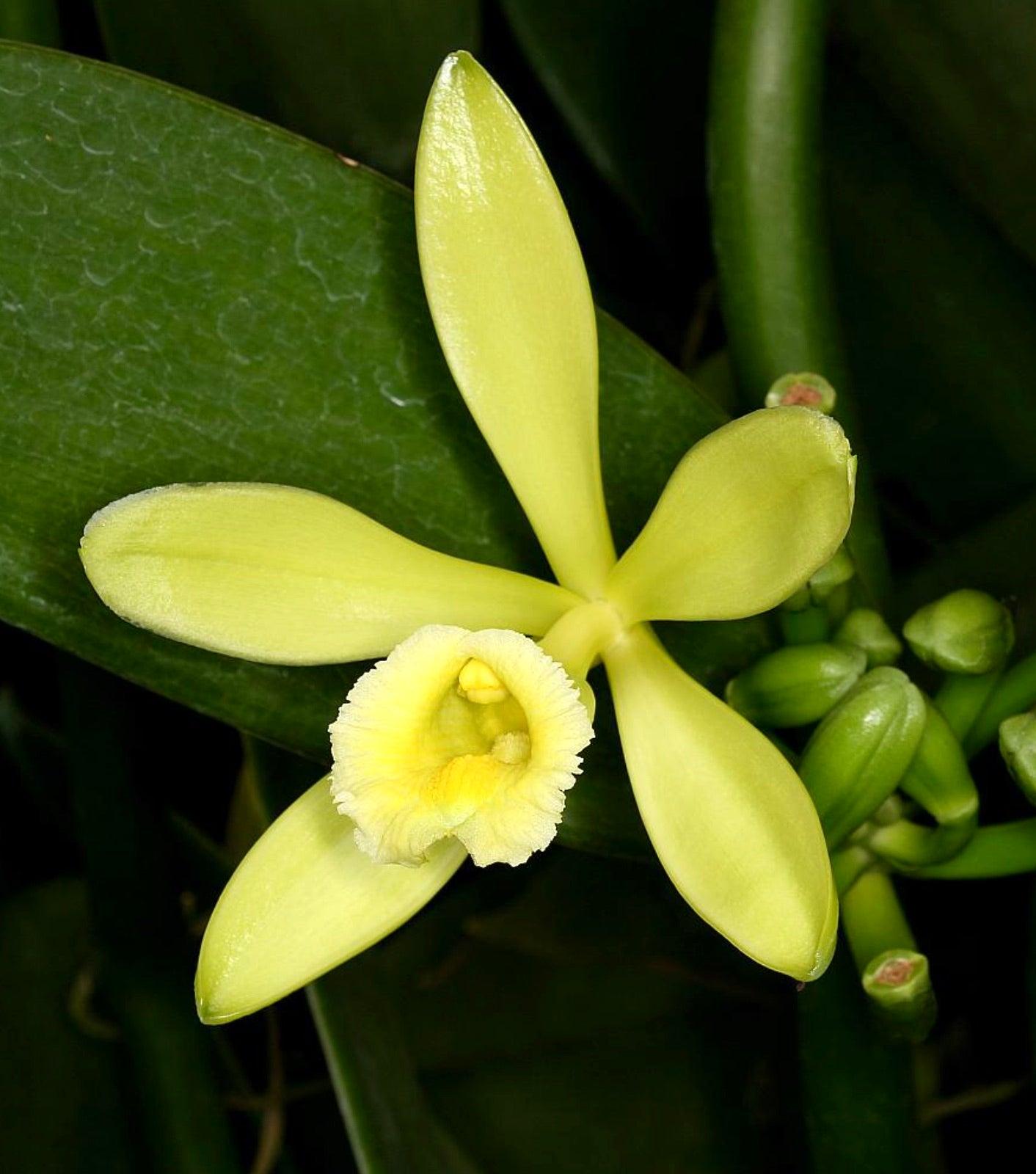 Orchid, Vanilla Planifolia - View 24 from www redcrocus com