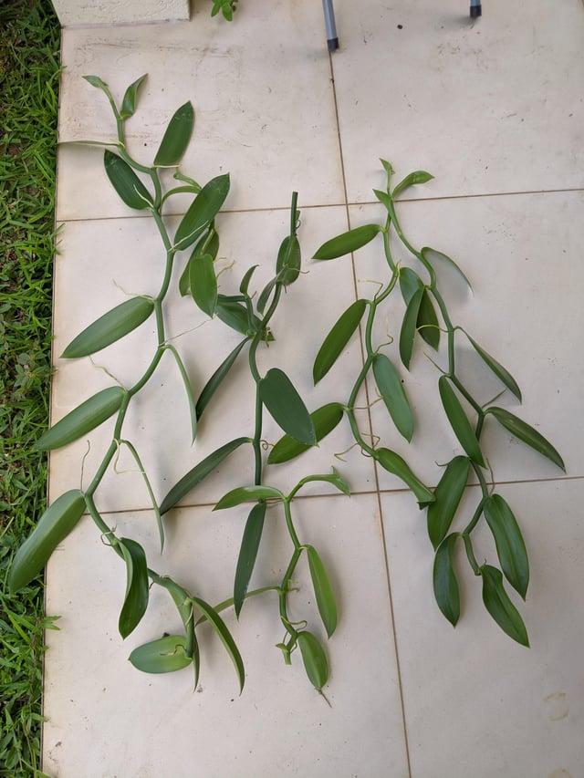 Orchid, Vanilla Planifolia - View 25 from www redcrocus com