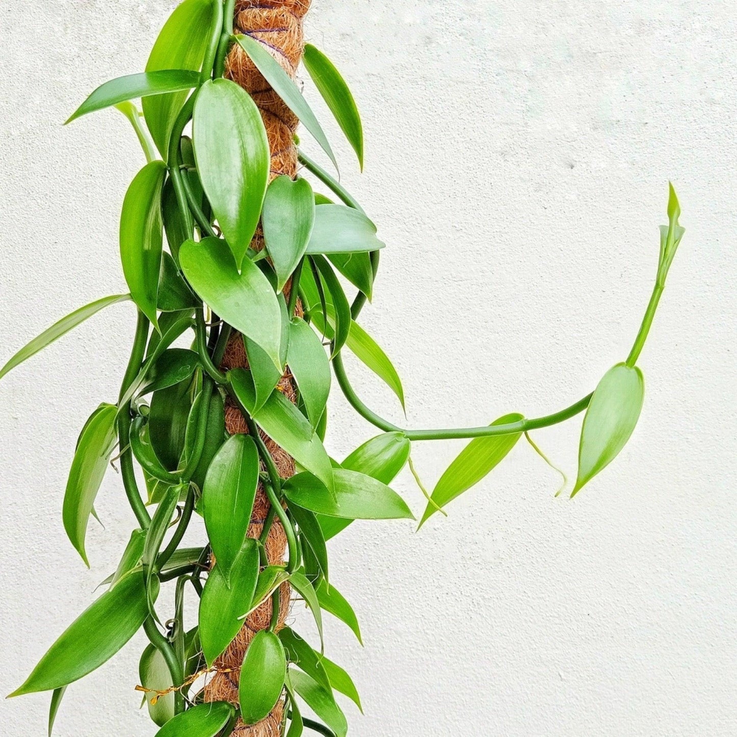 Orchid, Vanilla Planifolia - View 26 from www redcrocus com
