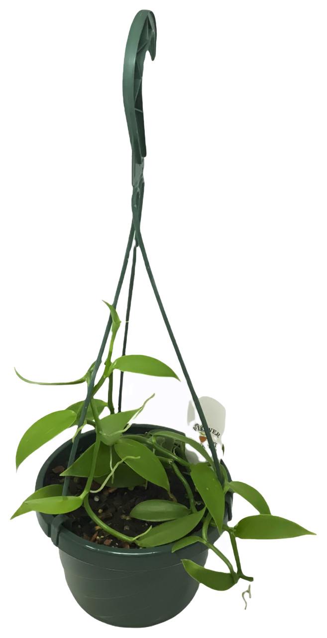 Orchid, Vanilla Planifolia - View 27 from www redcrocus com