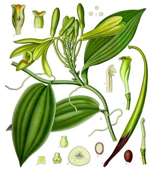 Orchid, Vanilla Planifolia - View 2 from www redcrocus com