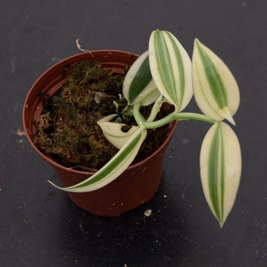 Orchid, Vanilla Planifolia - View 31 from www redcrocus com