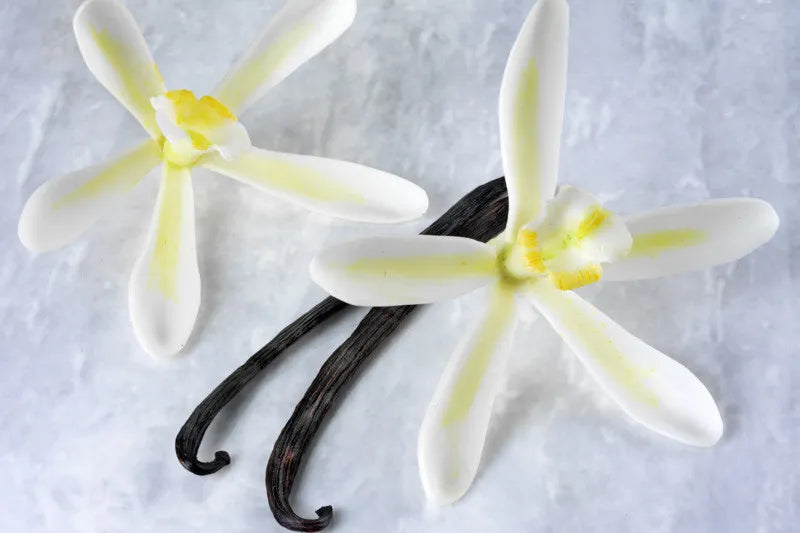Orchid, Vanilla Planifolia - View 3 from www redcrocus com