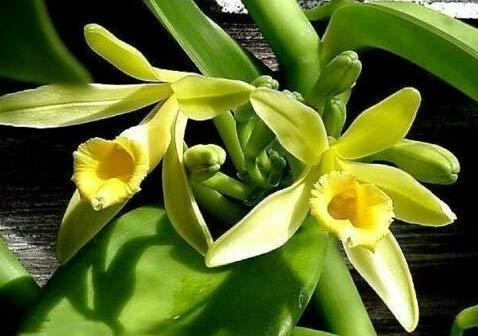Orchid, Vanilla Planifolia - View 4 from www redcrocus com