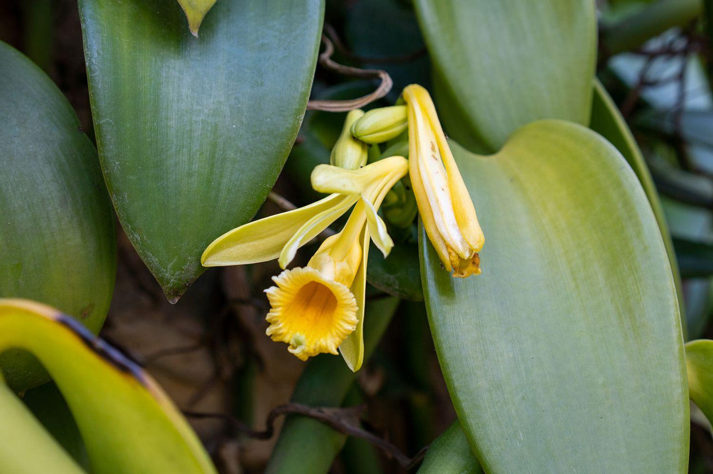 Orchid, Vanilla Planifolia - View 7 from www redcrocus com
