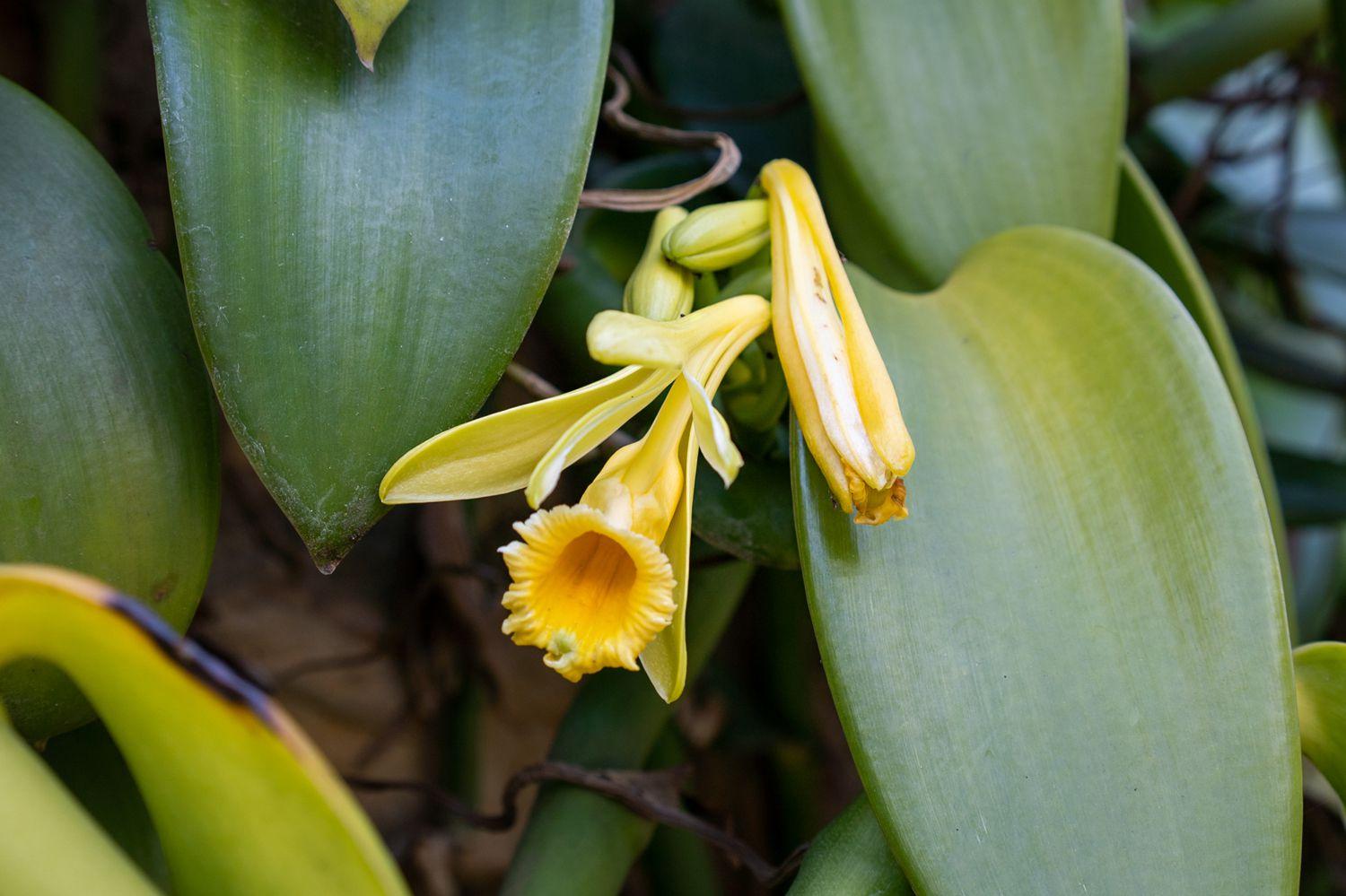 Orchid, Vanilla Planifolia - View 7 from www redcrocus com