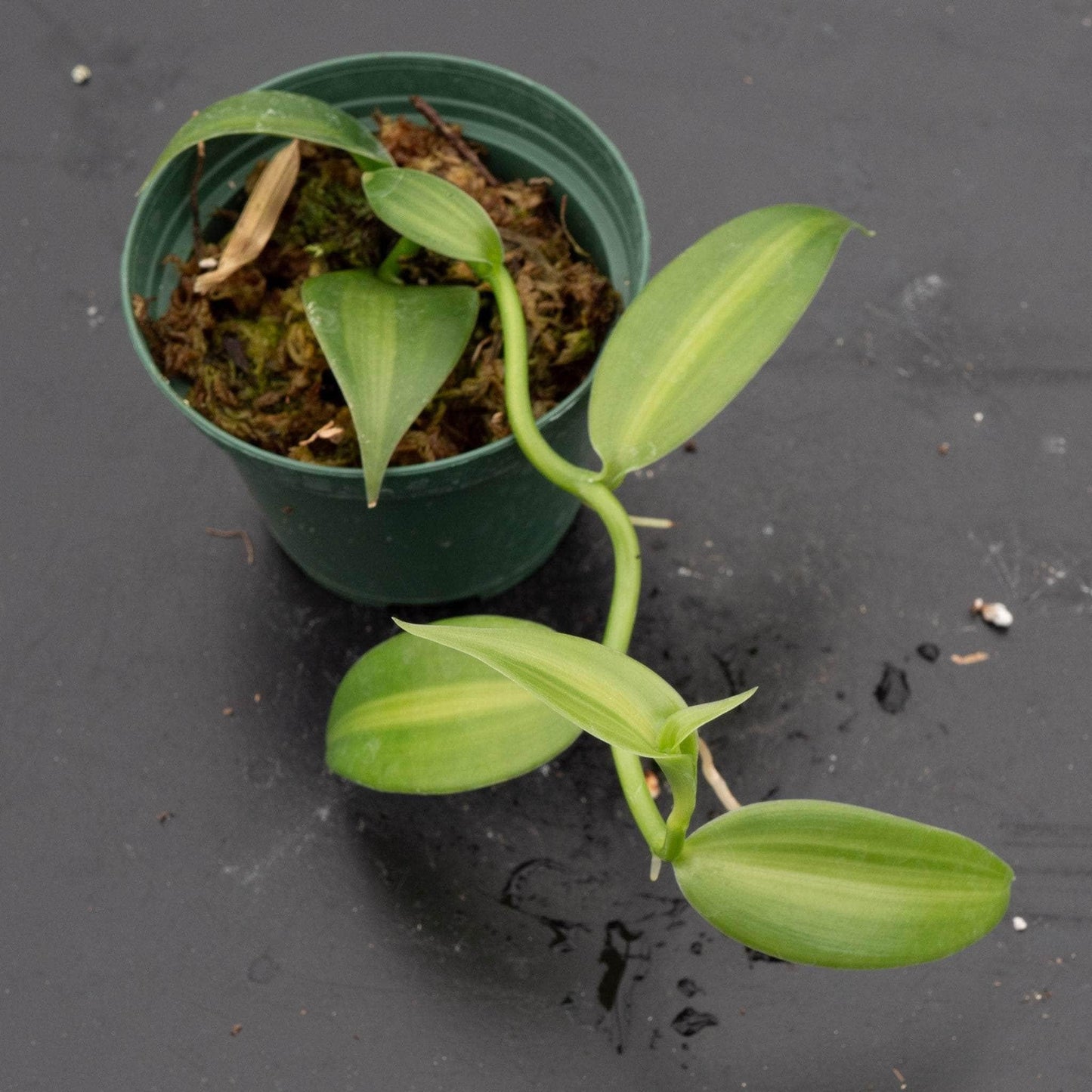 Orchid, Vanilla Planifolia - View 9 from www redcrocus com