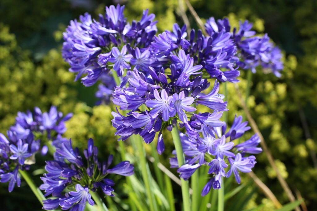 Agapanthus 'azurro' - View 11 from www redcrocus com