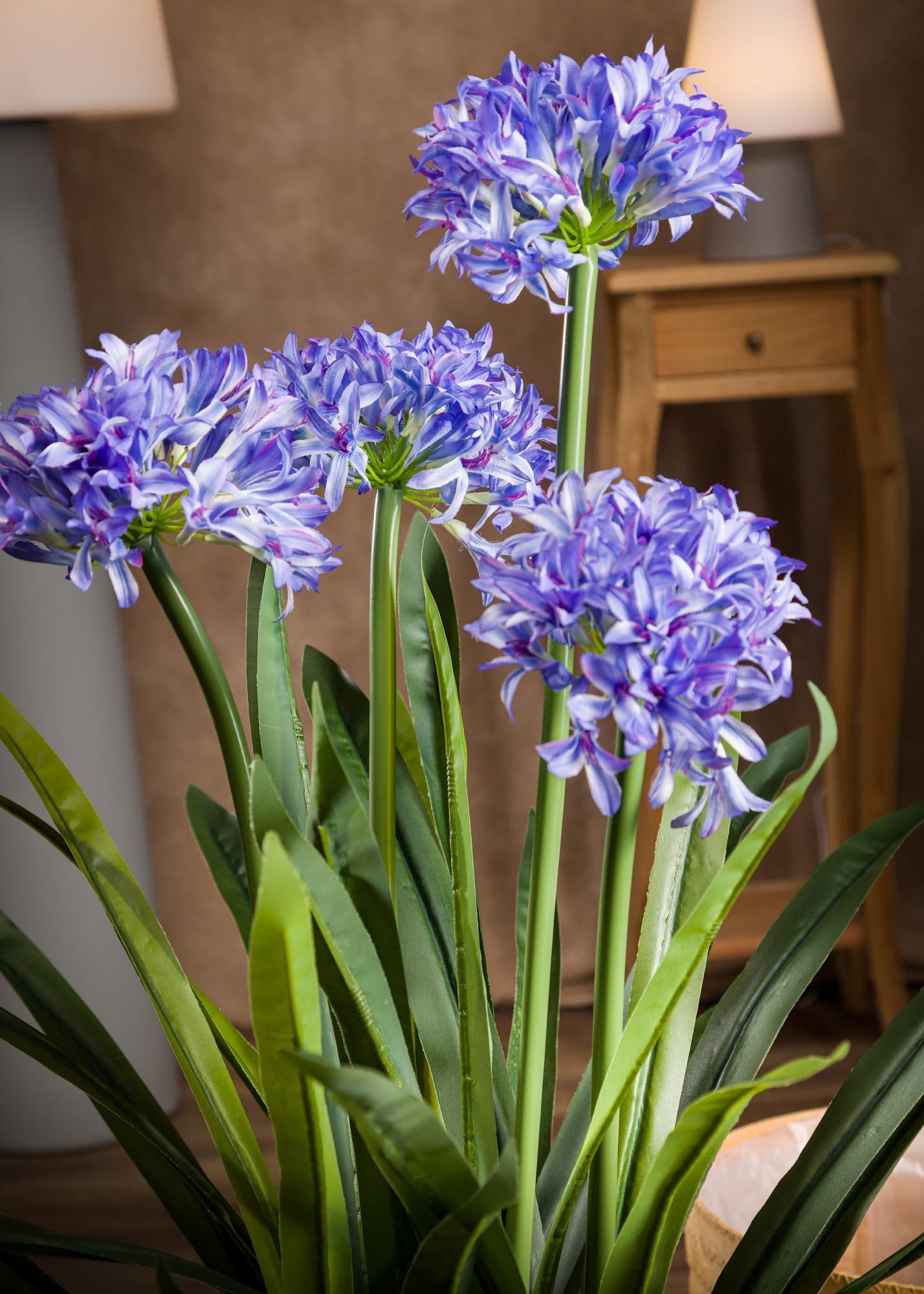Agapanthus 'azurro' - View 13 from www redcrocus com