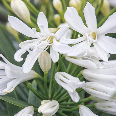 Agapanthus 'azurro' - View 14 from www redcrocus com