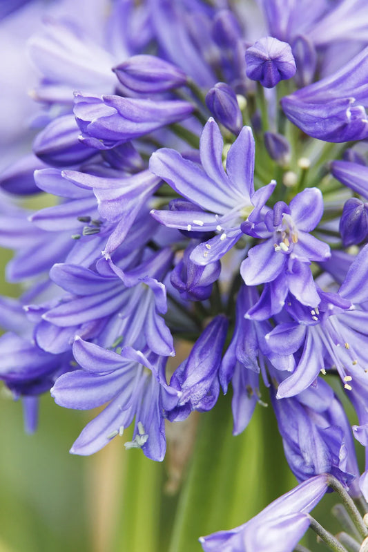 Agapanthus 'azurro' - View 1 from www redcrocus com