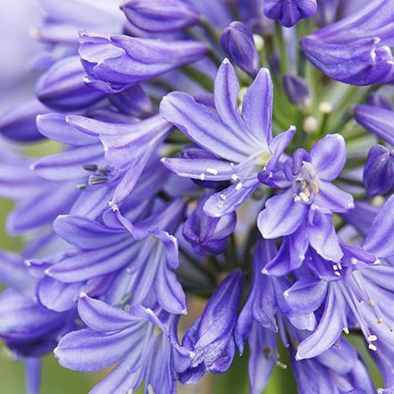 Agapanthus 'azurro' - View 3 from www redcrocus com