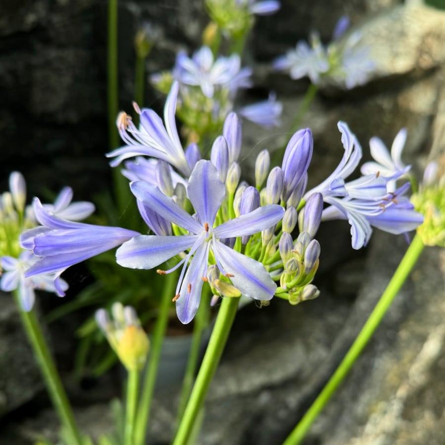 Agapanthus 'azurro' - View 6 from www redcrocus com
