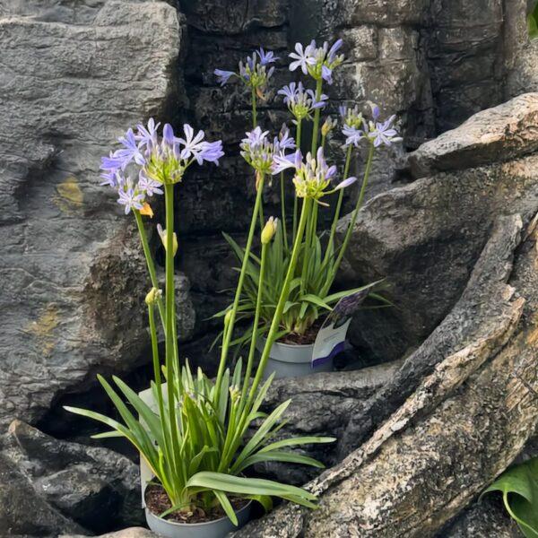 Agapanthus 'azurro' - View 9 from www redcrocus com