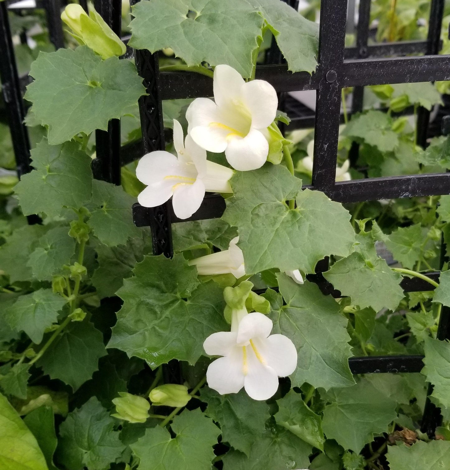 Lophospermum, Assorted - View 17 from www redcrocus com